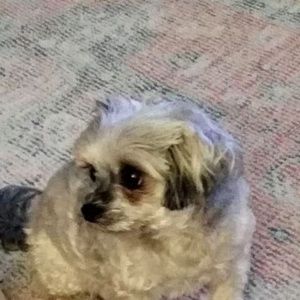 Meet your Posher, Pamela